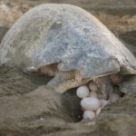 Los nidos de tortuga marina en Grecia alcanzan cifras récord