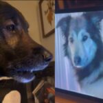 Dos perros se reencontraron en videollamada y su reacción se hace viral