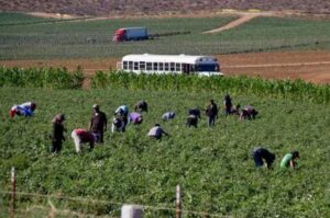 Se trabaja en plan de justicia social y laboral para jornaleros de San Quintín: Claudia Sheinbaum