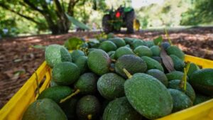Reabre Estados Unidos la puerta a aguacate michoacano de forma “gradual”