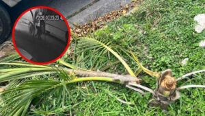La Secretaría de Movilidad rastrea la unidad de transporte público presuntamente implicada en el corte ilegal de palmeras en camellones de Tepic, Nayarit